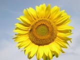 Girasole Sonia * 1136 x 852 * (117KB)